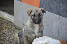 AMICA, Hund, Mischlingshund in Großefehn - Bild 7