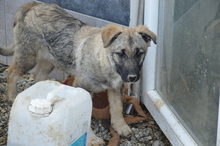 AMICA, Hund, Mischlingshund in Großefehn - Bild 8