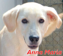 ANNAMARIA, Hund, Mischlingshund in Stipshausen - Bild 15