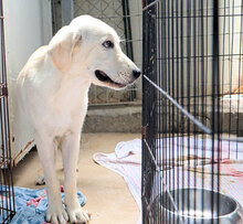 ANNAMARIA, Hund, Mischlingshund in Stipshausen - Bild 17