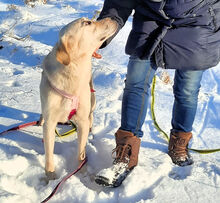 ANNAMARIA, Hund, Mischlingshund in Stipshausen - Bild 5