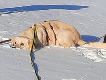 ANNAMARIA, Hund, Mischlingshund in Stipshausen - Bild 7