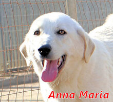ANNAMARIA, Hund, Mischlingshund in Stipshausen - Bild 8