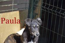 PAULA, Hund, Mischlingshund in Rumänien - Bild 1