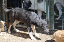 PAULA, Hund, Mischlingshund in Rumänien - Bild 2