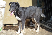 PAULA, Hund, Mischlingshund in Rumänien - Bild 5