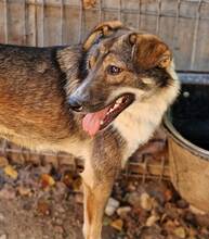 LUCY, Hund, Mischlingshund in Rumänien - Bild 1