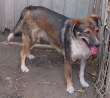 LUCY, Hund, Mischlingshund in Rumänien - Bild 2