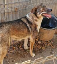 LUCY, Hund, Mischlingshund in Rumänien - Bild 3