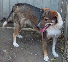LUCY, Hund, Mischlingshund in Rumänien - Bild 4