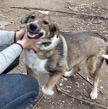 LUCY, Hund, Mischlingshund in Rumänien - Bild 5