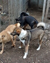 LUCY, Hund, Mischlingshund in Rumänien - Bild 7