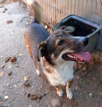 LUCY, Hund, Mischlingshund in Rumänien - Bild 8