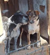 LUCY, Hund, Mischlingshund in Rumänien - Bild 9