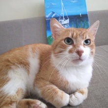 COOPER, Katze, Europäisch Kurzhaar in Bulgarien - Bild 5