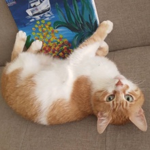 COOPER, Katze, Europäisch Kurzhaar in Bulgarien - Bild 7