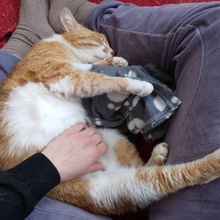 COOPER, Katze, Europäisch Kurzhaar in Bulgarien - Bild 8