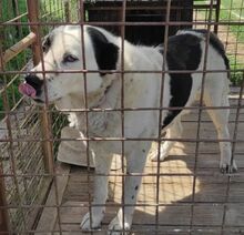 OTMAR, Hund, Zentralasiatischer Owtcharka-Mix in Slowakische Republik - Bild 3