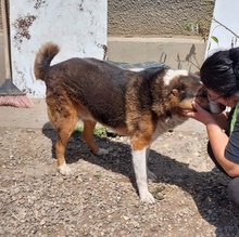 MILO, Hund, Mischlingshund in Rumänien - Bild 4