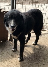 BILLY, Hund, Mischlingshund in Rumänien - Bild 1