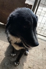 BILLY, Hund, Mischlingshund in Rumänien - Bild 5