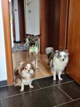 RAFAEL, Hund, Mischlingshund in Bremen - Bild 4