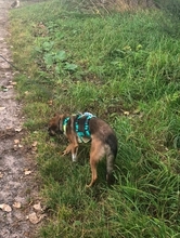 RAFAEL, Hund, Mischlingshund in Bremen - Bild 6