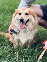 DRAGI, Hund, Mischlingshund in Ungarn - Bild 1