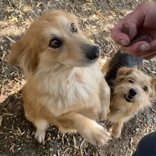 DRAGI, Hund, Mischlingshund in Ungarn - Bild 10