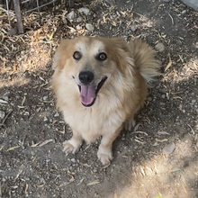 DRAGI, Hund, Mischlingshund in Ungarn - Bild 12