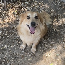 DRAGI, Hund, Mischlingshund in Ungarn - Bild 13