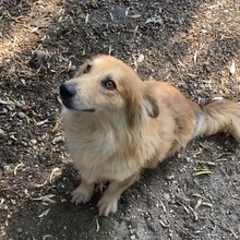 DRAGI, Hund, Mischlingshund in Ungarn - Bild 14