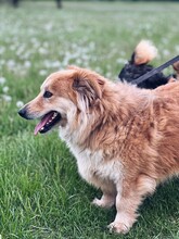 DRAGI, Hund, Mischlingshund in Ungarn - Bild 2