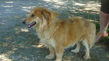 DRAGI, Hund, Mischlingshund in Ungarn - Bild 6