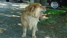DRAGI, Hund, Mischlingshund in Ungarn - Bild 8