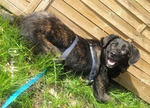 TIFFANY, Hund, Mischlingshund in Rumänien - Bild 1