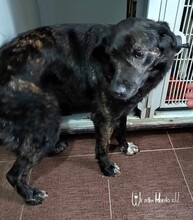 TIFFANY, Hund, Mischlingshund in Rumänien - Bild 4