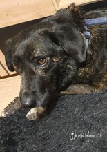 TIFFANY, Hund, Mischlingshund in Rumänien - Bild 5