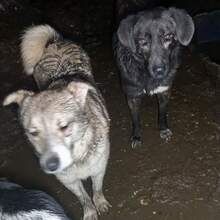 TIFFANY, Hund, Mischlingshund in Rumänien - Bild 9