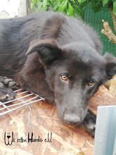KENIA, Hund, Mischlingshund in Rumänien - Bild 1