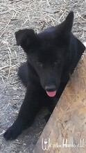 KENIA, Hund, Mischlingshund in Rumänien - Bild 2