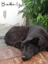 KENIA, Hund, Mischlingshund in Rumänien - Bild 5