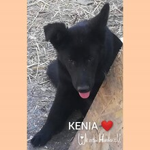 KENIA, Hund, Mischlingshund in Rumänien - Bild 7