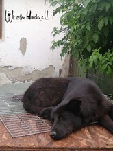 KENIA, Hund, Mischlingshund in Rumänien - Bild 8