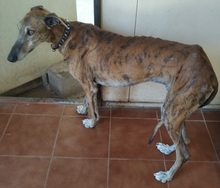 ABEL, Hund, Galgo Español in Spanien - Bild 4
