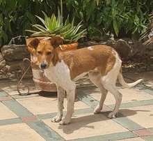 DONUT, Hund, Podenco-Mix in Spanien - Bild 1