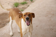 DONUT, Hund, Podenco-Mix in Spanien - Bild 3