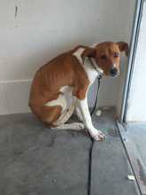 DONUT, Hund, Podenco-Mix in Spanien - Bild 4