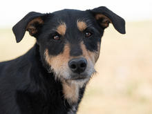 SANSATWO, Hund, Mischlingshund in Spanien - Bild 1