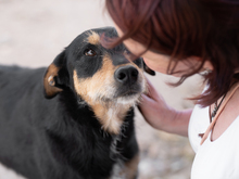 SANSATWO, Hund, Mischlingshund in Spanien - Bild 2